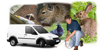 Newark On Trent local van